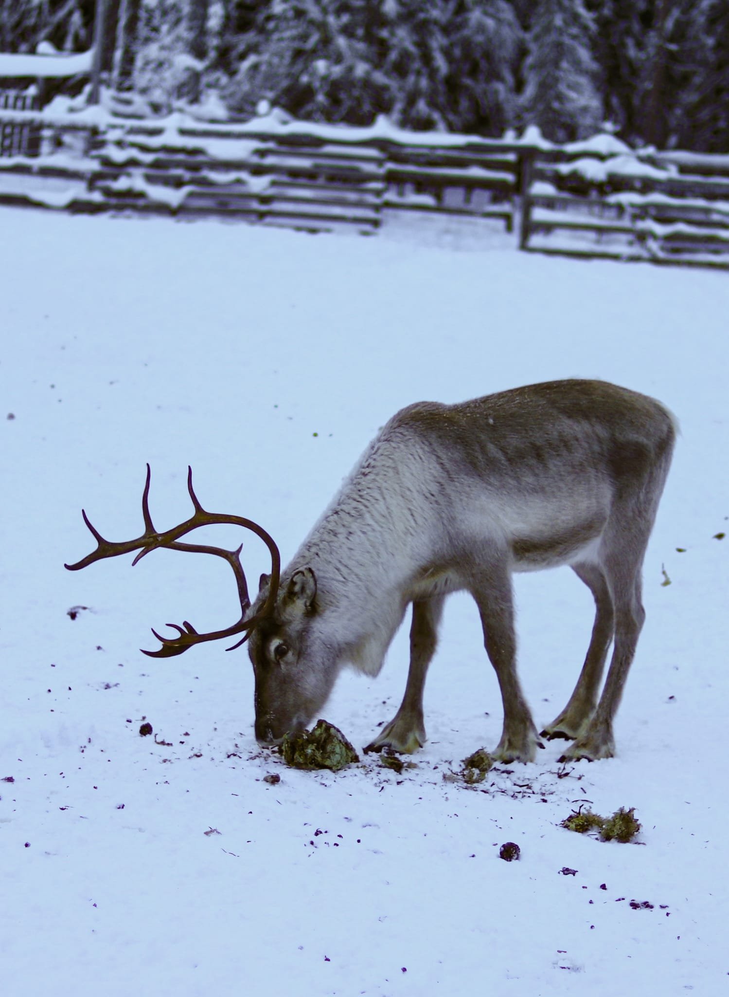 WTF Camp (Rentjärn)